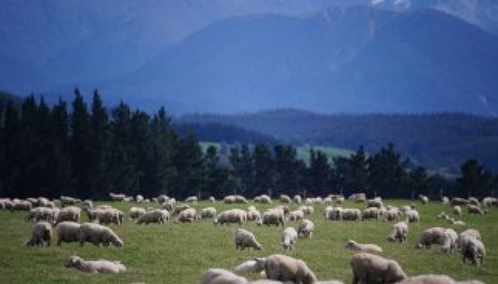 Sheep-in-new-zealand